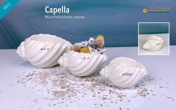 Muschelschale Capella